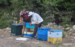 Beekeepers, Levkada