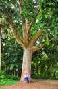 Kauri tree: Jardim Jose do Canto