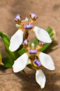 This is an orchid but it sure looks like an insect - I suppose to attract them