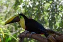 Chestnut Mandibled Toucan on his perch