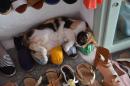 Kitties Everywhere: Lots of cats, this one happened to be keeping the shoes warm that were for sale.
