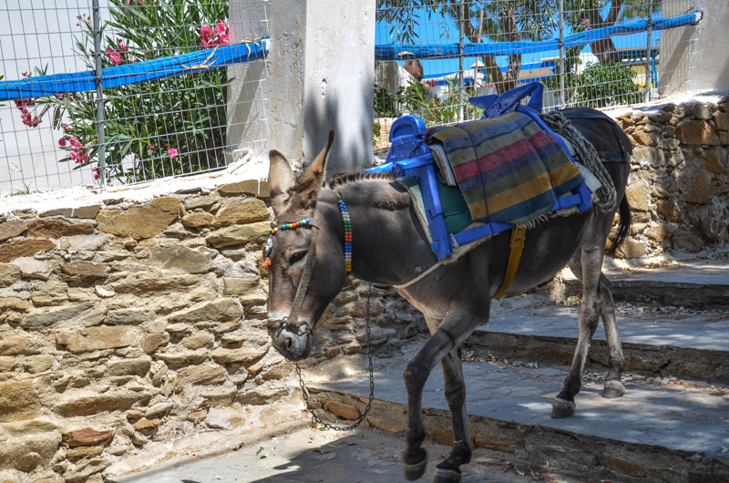 Donkey Ride!!: Was not for us but it was nice to see that they were well groomed and cared for.  I found it amazing how they just went up and down these steps