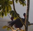 Crested Guan - he hopped up in the tree behind our deck every morning to primp and preen himself.