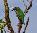 Emerald Toucanet - smaller than the regular toucanet and very pretty.