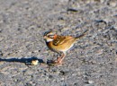 Rofous Collared Sparrow - very plentiful and  Reg