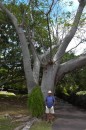 This is outside the crystal caves in their garden.  Hard to see how huge this tree was