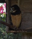 Spectacled Owl.  There were three in the pen and all of them had injuries that prevented them from returning to the wild