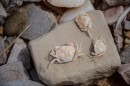 Sun bleached crab shells.