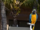 Parrot on display at the Paradise Village Resort
