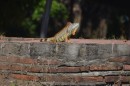 Iguana checking us out - note he is just changing colour form green to match the wall