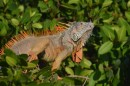 Iguana on the jungle river tour in our dinghy