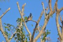 Belted Kingfisher on the river