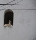 We were on the road this day after renting a car to do a lot of errands and I took this picture of a dog in this window of a abandoned building.  He was quite high up and we were amazed he was up there