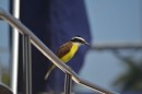 Kiskadee- these cheery birds call out to one another every evening