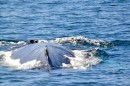 Humpback surfacing for a breath