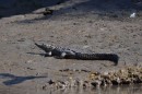 A baby croc sunning himself on the shore of the river at low tide