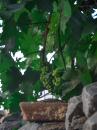 Grapes: These were hanging down right beside our table.  Behind the stone wall was the outdoor cooking area.