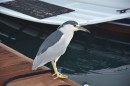 Black Crowned Night Heron - I think I saw at least 5 on my morning walk down the dock