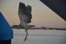 Black Crowned Night Heron leaving after a nights work fishing for his supper.  My what skinny legs you have...