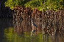 This is a Yellow Crowned Night Heron - a little hard to see but if you can zoom the pic the markings are quite clear