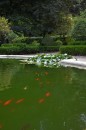 Goldfish and lillypads, very peacefull