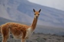 The vicuna which is wilder relative of the llama. 