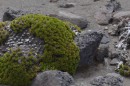 A pic of the neat moss type plants that were growing on the rocks, taken on the way down.