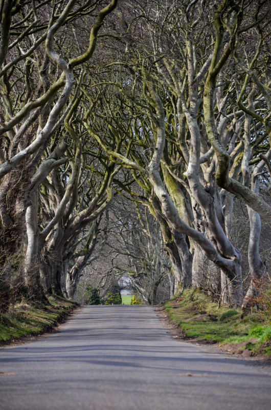 The Dark Hedge: This is famous and a little hard to find.  It was one of the sites used in the Game of Thrones TV series.  There were 5 or 7 sites throughout Ireland used.