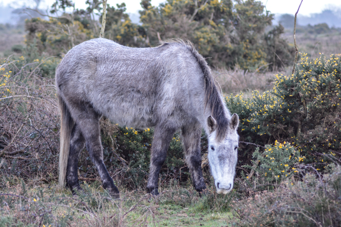 New Forest Pony: Saw quite a few of these ponies that wander a certain area.