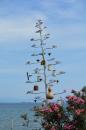 Decorate!: A nice way to decorate.  Some of these had lights in them at night.  I had trouble identifying this plant even though I have seen it all through the Med.  I believe it is a member of the Hortus family.  The spikes seem to remain for a long time after flowering