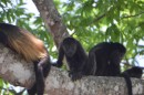 A family of Howler Monkeys-man can they make a scary noise when they start hollering - they have extra wide mouths to make the sound that would scare predators away or other monkeys
