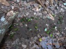 Leaf Cutter Ants - note the size of the trail they are beaten down - we were so amazed at how many their were and how far they travelled
