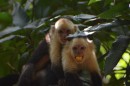 Capuchin Monkeys - a bit nervous about us