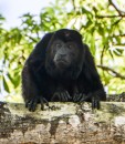 Howler Monkey at Isla San Lucas