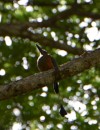 I believe this is a Rofous Motmot - very hard to see and not a great pic-note the interesting tail