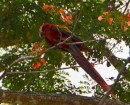 Scarlett Macaw - one of the famous birds of Costa Rica