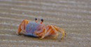 A little crabby friend