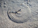 There were many of these "crop circles" on the beach.  They are made by the wind twirling leaves in the sand.