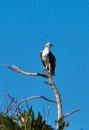 I think this is a fish eagle which is probably the same as an osprey but could not really confirm it