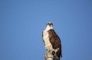 One of our resident Osprey