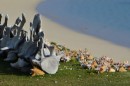Whale bones and shells on the beach