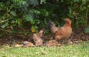 Lots of feral chickens here.  They are considered a nuisance animal and they are difficult to catch.  This one had quite a few chicks