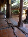 Posada del Hidalgo hotel, note the tree roots
