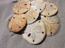 Lots of Sand Dollars on the beach at Turtle Bay