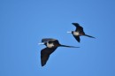 Frigate Birds - very common