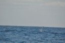 You have to look really closely to see the manta rays jumping out of the water - there are two of them in this picture