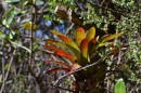 Typical Bromeliad that grows everywhere out of the trees
