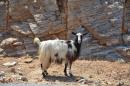 Many lovely goats everywhere!!!