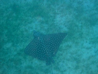 RJ loves taking photos under water.  We saw t his spotted ray in Colubmier St. Barts