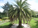Palm tree in the garden at our bed & breakfast in Sada